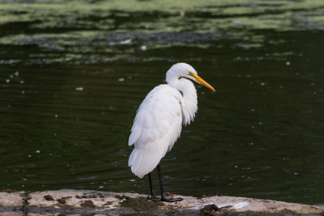 Great Egret, North Ponds Park © Alan Swire, August 11th, 2026
