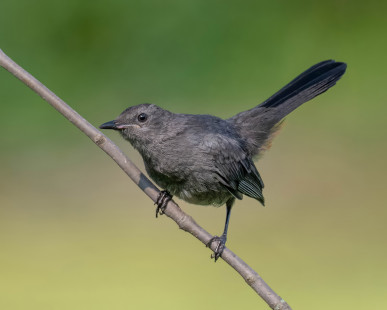 Gray Catbird, North Ponds Park © Alan Bloom, August 12th, 2026