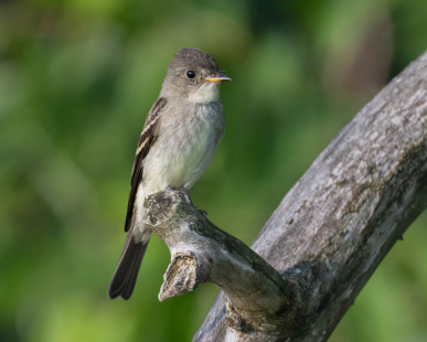 Eastern Wood-Pewee, Hamlin Beach © Alan Bloom, August 9th, 2026