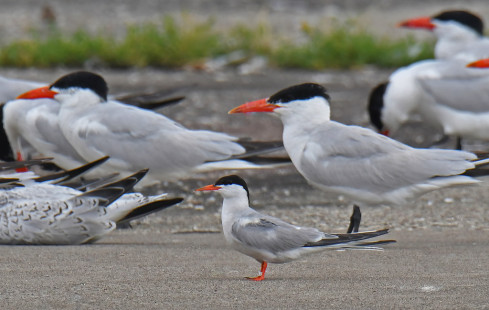Common Tern & Caspian Tern, Summerville Pier © Richard Horsey, August 11th, 2026