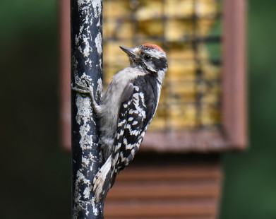 Downy Woodpecker (Juv), Irondequoit © Richard Horsey, August 15th, 2026