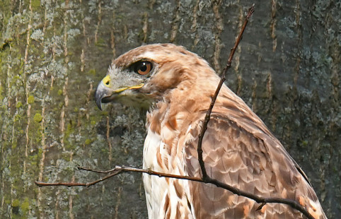 Red-tailed Hawk, Mt. Hope Cemetery © Richard Horsey, August 16th, 2026