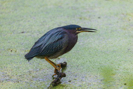 Green Heron, Mendon Ponds Park © Alan Swire, August 17th, 2026