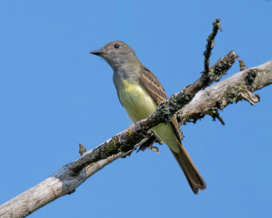Great Crested Flycatcher, Mendon Ponds © Alan Bloom, August 16th, 2026