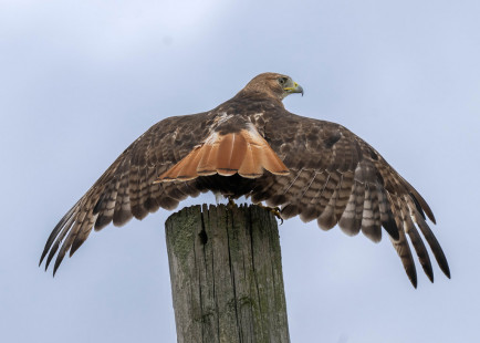 Red-tailed Hawk, Pittsford © Alan Bloom, August 17th, 2026