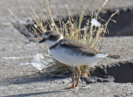 Semipalmated Plover, Summerville Pier © Richard Horsey, August 18th, 2026