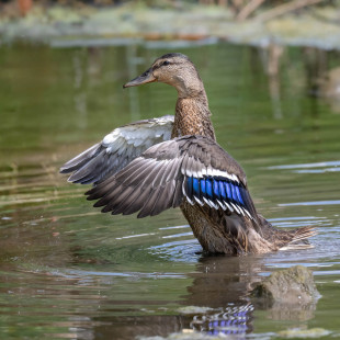 Mallard (F), Kings Bend Park © Alan Bloom, August 19th, 2026