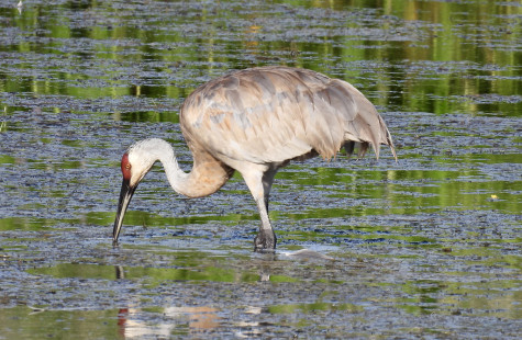 Sandhill Crane, Montezuma NWR © Candy Giles, August 17th, 2026