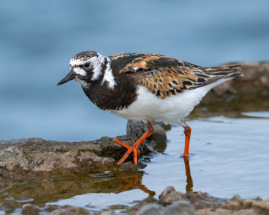 Ruddy Turnstone, Summerville Pier © Alan Bloom, August 18th, 2026