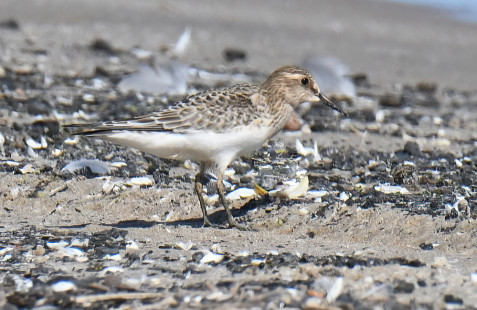 Baird's Sandpiper, Ontario Beach © Richard Horsey, August 18th, 2026