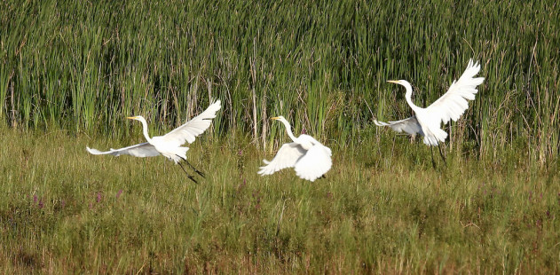 Great Egret, Montezuma NWR © Candy Giles, August 17th, 2026