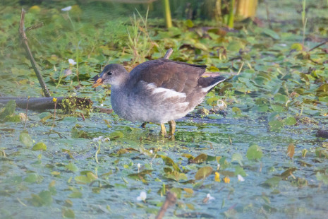 Common Gallinule, Montezuma NWR © Alan Swire, August 21st, 2026