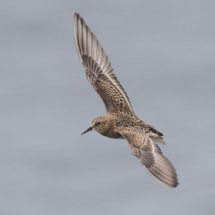 Baird's Sandpiper, Summerville Pier © Alan Bloom, August 20th, 2026