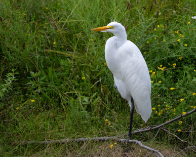 Great Egret, Pittsford © Alan Bloom, August 25th, 2026