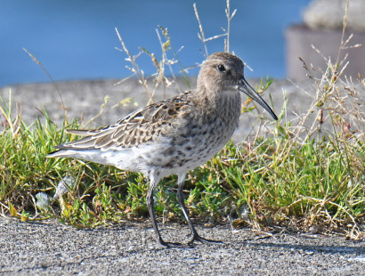 Dunlin (Juv), Summerville Pier © Richard Horsey, August 26th, 2026