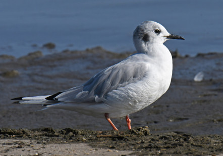 Bonaparte's Gull, Charlotte Beach © Richard Horsey, August 26th, 2026