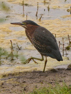 Green Heron, North Ponds Park © Peggy Mabb, August 30th, 2026