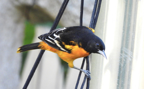 Baltimore Oriole, Greece © Candy Giles, August 25th, 2026