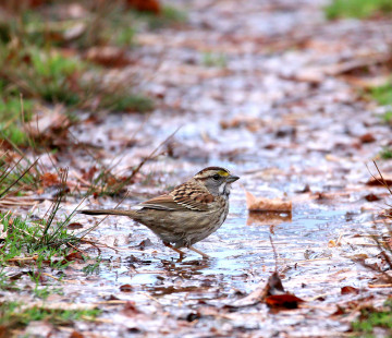 White-throated Sparrow - Whiting Road Nature Preserve - ©  Kris Montalbano - November 6, 2022