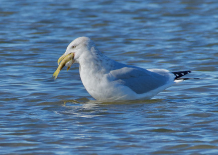 Herring Gull - Braddock Bay East Spit - © Alan Bloom - November 9, 2022