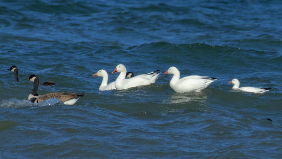 Canada Goose (left), Snow Goose (center), Ross's Goose (far right) - Hamlin Beach State Park - © Alan Bloom - November 7, 2022
