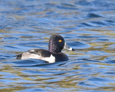 Ring-necked Duck - North Ponds Park - © Barbara Smith - November 8, 2022