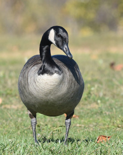 Canada Goose - North Ponds Park - © Barbara Smith - November 8, 2022