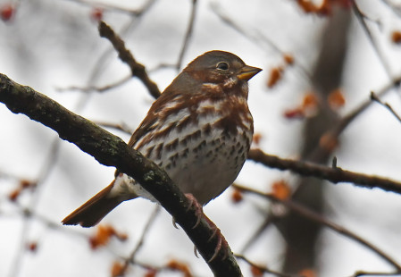 Fox Sparrow - Whiting Road Nature Preserve - © Dick Horsey - November 16, 2022