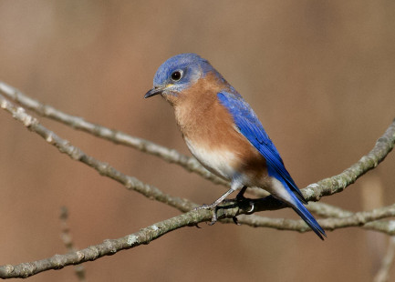 Eastern Bluebird - Whiting Road Nature Preserve - © Alan Bloom - November 10, 2022