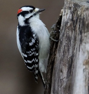 Downy Woodpecker- Tinker Nature Park - © Jeffrey Eichner - November 16, 2022