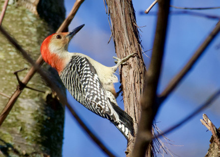 Red-bellied Woodpecker - Whiting Road Nature Preserve - © Alan Bloom - November 10, 2022
