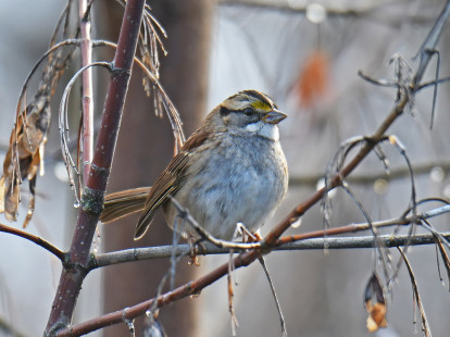 White-throated Sparrow - Whiting Road Nature Preserve - © Dick Horsey - November 16, 2022