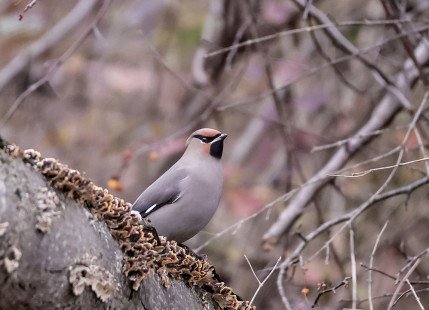 Bohemian Waxwing - Whiting Road Nature Preserve - © Suzie Webster - November 15, 2022