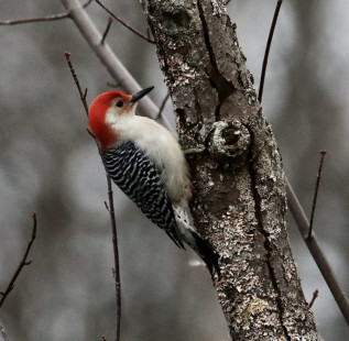 Red-bellied Woodpecker - Tinker Nature Park - © Jeffrey Eichner - November 16, 2022