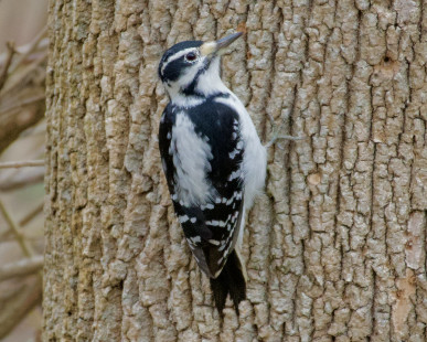 Hairy Woodpecker - Whiting Road Nature Preserve - © Alan Bloom - November 16, 2022