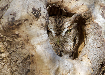 Eastern Screech-Owl - location withheld - © Alan Bloom - November 22, 2022
