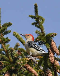Red-bellied Woodpecker - Whiting Road Nature Preserve - © Barbara Smith - November 22, 2022