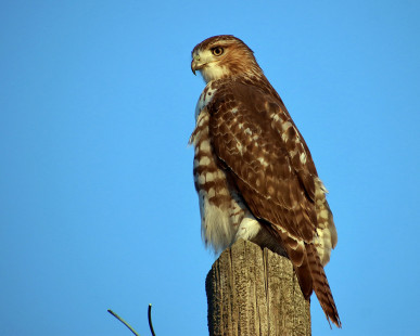 Red-tailed Hawk - Buckland Park  - © Jeffrey Eichner - November 22, 2022