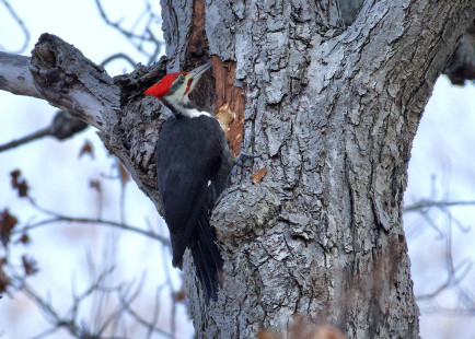 Pileated Woodpecker - Abraham Lincoln Park - © Alan Bloom - November 22, 2022