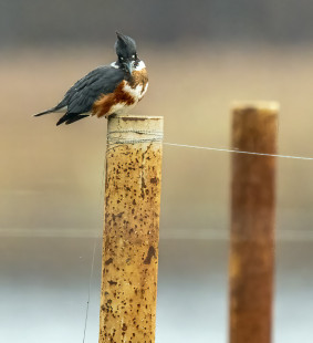 Belted Kingfisher - Irondequoit Bay Park West - © David Laiacona - November 27, 2022