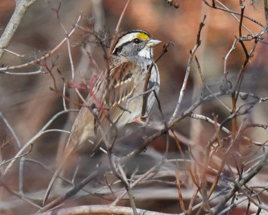 White-throated Sparrow - Webster - © Barbara Smith - November 22, 2022