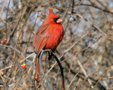 Northern Cardinal - Mendon Ponds Park - © Alan Bloom - December 4, 2022