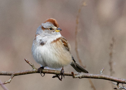 American Tree Sparrow - Mendon Ponds Park - © Alan Bloom - December 4, 2022
