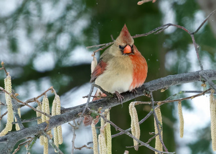 Northern Cardinal (gynandromorphic), Kendall © Alan Bloom February 23, 2023
