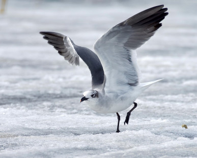 Laughing Gull, Irondequoit Bay Outlet © Alan Bloom February 27, 2023