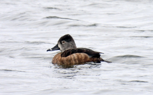 Ring-necked Duck, Irondequoit Bay  © Candace Giles February 27, 2023