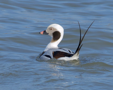 Long-tailed Duck, Irondequoit Bay Outlet © Alan Bloom February 27, 2023