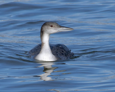 Common Loon, Irondequoit Bay Outlet © Alan Bloom February 27, 2023