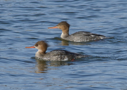 Red-breasted Merganser, Irondequoit Bay Outlet © Alan Bloom February 27, 2023