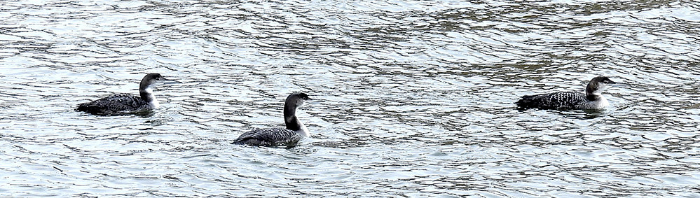Common Loon, Irondequoit Bay Outlet © Candace Giles February 27, 2023
